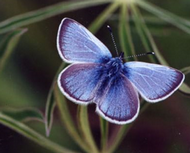 papillon